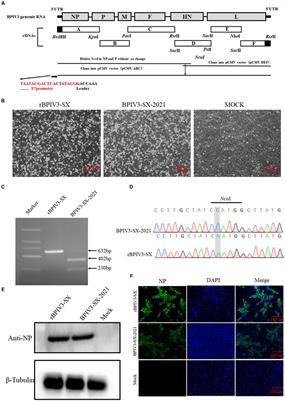 Construction and characterization of a reverse genetics system of bovine parainfluenza virus type 3c as a tool for rapid screening of antivirals in vitro